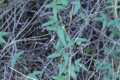 Rhynchosia totta rigidula