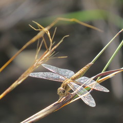 Brachythemis lacustris