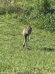 Grus canadensis image
