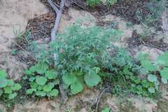 Rhynchosia totta rigidula