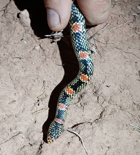 Long-nosed Snake