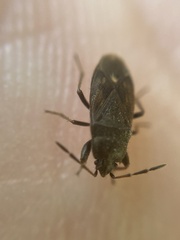 Stygnocoris fuligineus