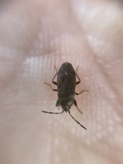 Stygnocoris fuligineus