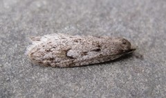 Semioscopis megamicrella