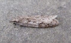 Semioscopis megamicrella