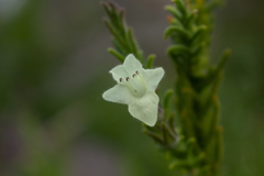 Chloanthes stoechadis