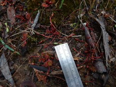 Drosera praefolia