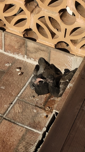 Feral Pigeon