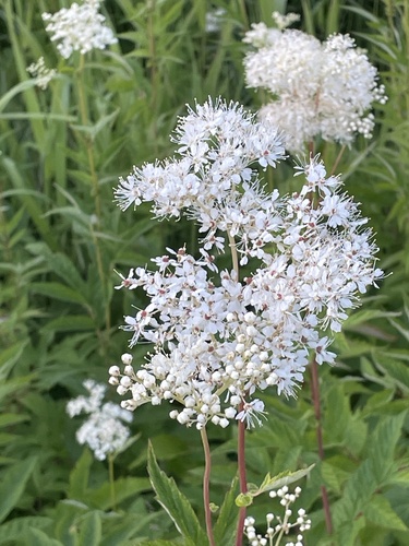 Meadowsweet