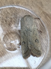 Orthosia gracilis