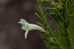 Chloanthes stoechadis