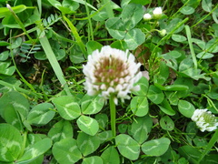 Trifolium repens