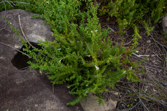 Chloanthes stoechadis