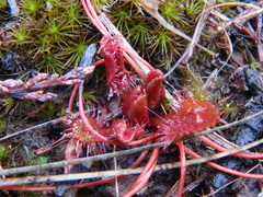 Drosera praefolia