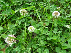 Trifolium repens