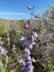 Delphinium recurvatum