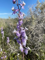 Delphinium recurvatum