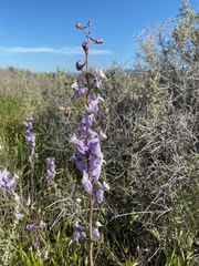 Delphinium recurvatum