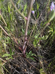 Delphinium recurvatum