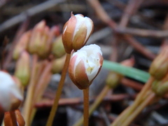 Drosera praefolia