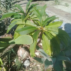 Plumeria
