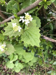 Alliaria petiolata
