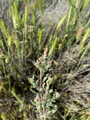 Atriplex fruticulosa