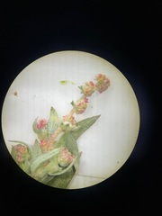 Atriplex fruticulosa