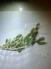 Atriplex fruticulosa