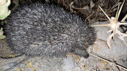 Southern White-breasted Hedgehog