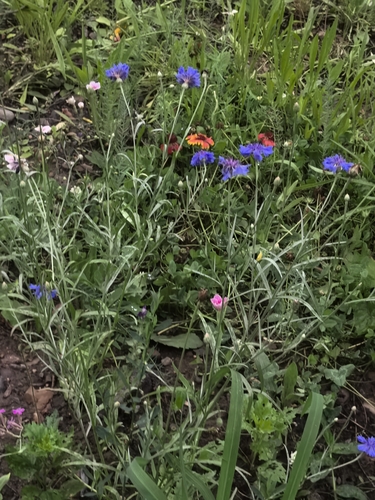 Cornflower