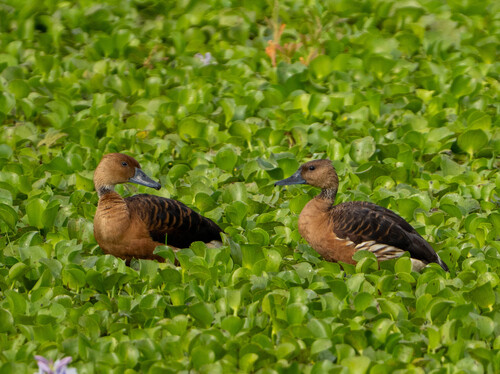 iNaturalist image