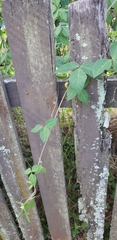 Macrotyloma axillare axillare