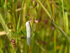 Coscinia chrysocephala