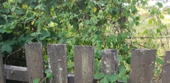 Macrotyloma axillare axillare