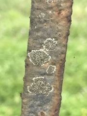 Hyperphyscia adglutinata