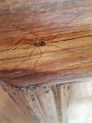 Platybunus pinetorum