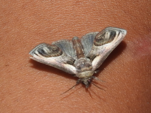 Eyed Paectes Moth photo 4