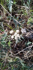 Lomatium orientale