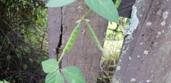 Macrotyloma axillare axillare