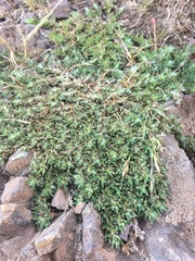 Cardionema ramosissimum