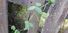 Macrotyloma axillare axillare