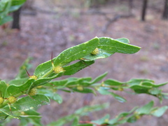 Acacia × tristis