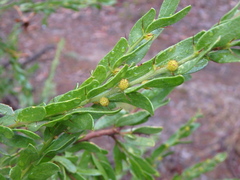 Acacia × tristis