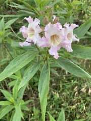 × chitalpa tashkentensis