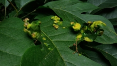 Abacarus eminens