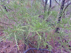 Acacia × tristis