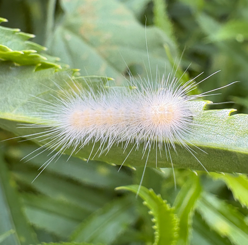 Virginian Tiger Moth