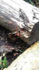 Tanyptera atrata