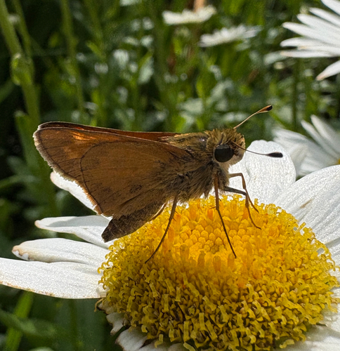 Huron Skipper